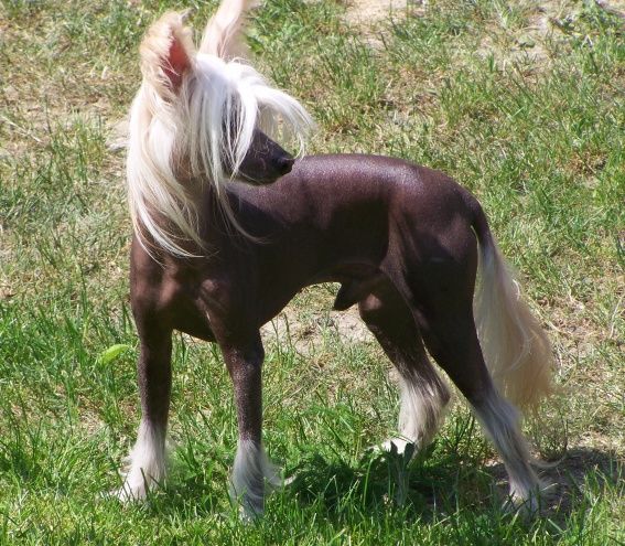 Brooklyn Plysovy pritel