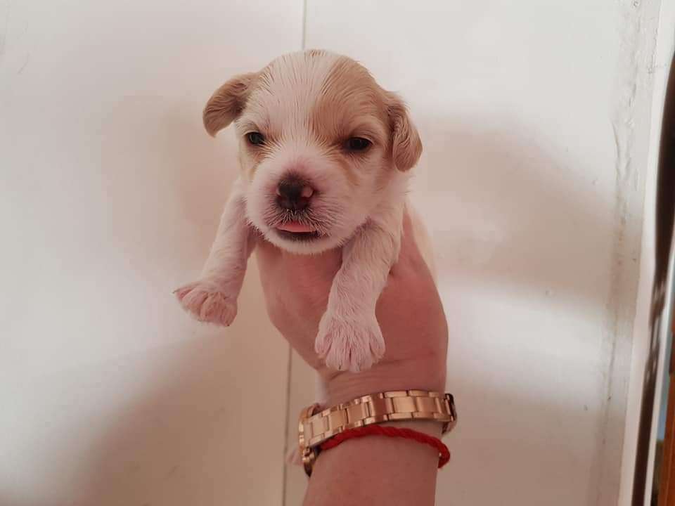 Tournais Bonfires N' Crackers