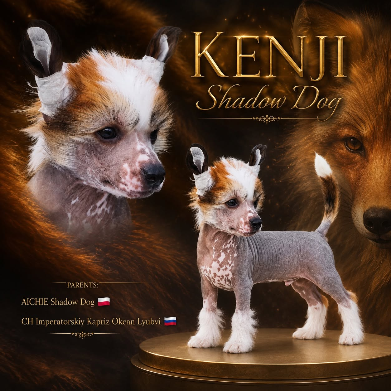 KENJI Shadow Dog