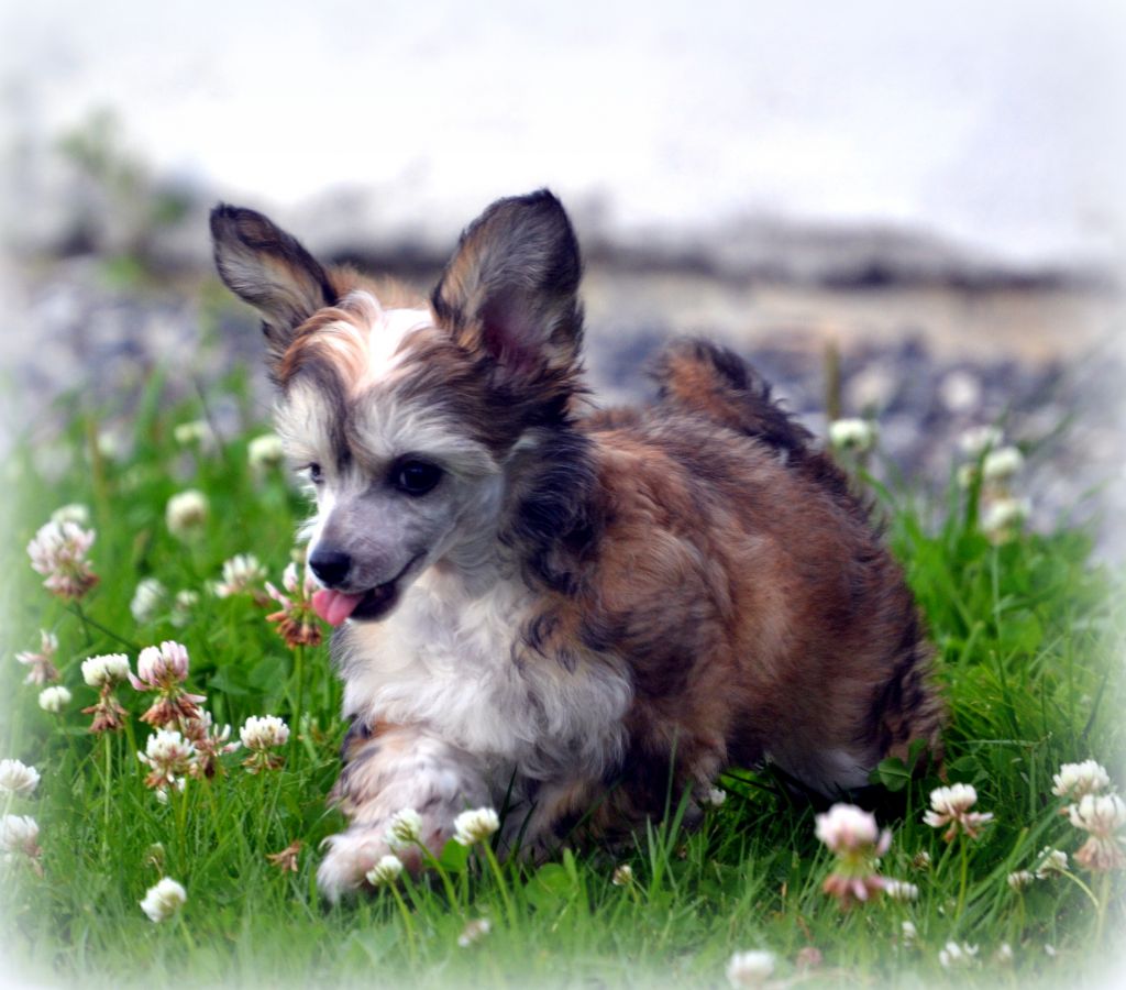 Shandor's Nobody Like Me