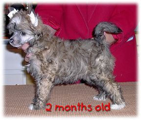 Crestars Spice Of Life