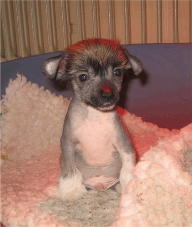 Spirit Of Mantra's Buggar Bertil