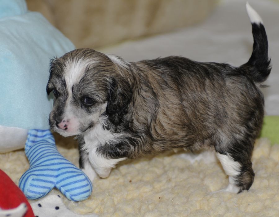 Sunstreaker Don't Dream Its Over