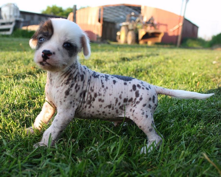 Be My Dog's Adios Amigo