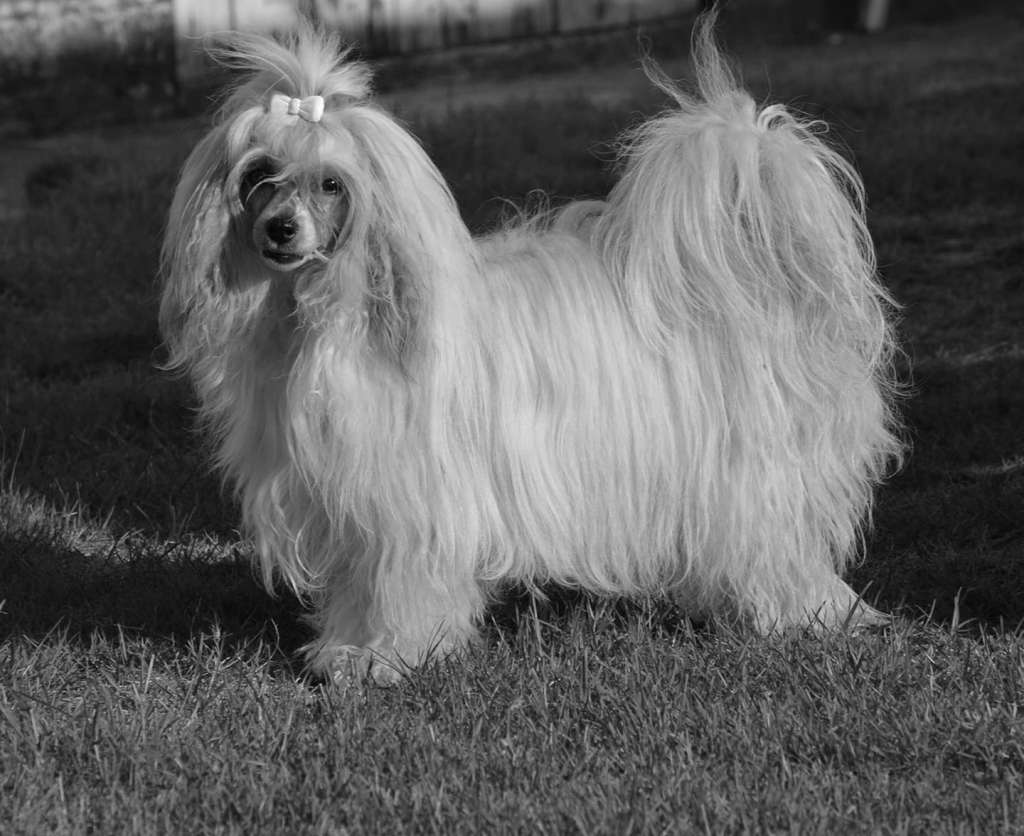 Pandora of the loving dols