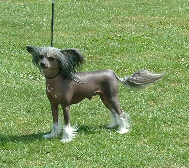 Habiba Black By Demand