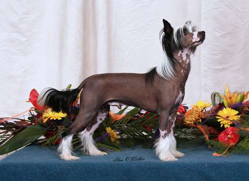 Ch  Scherzando Paint it Black