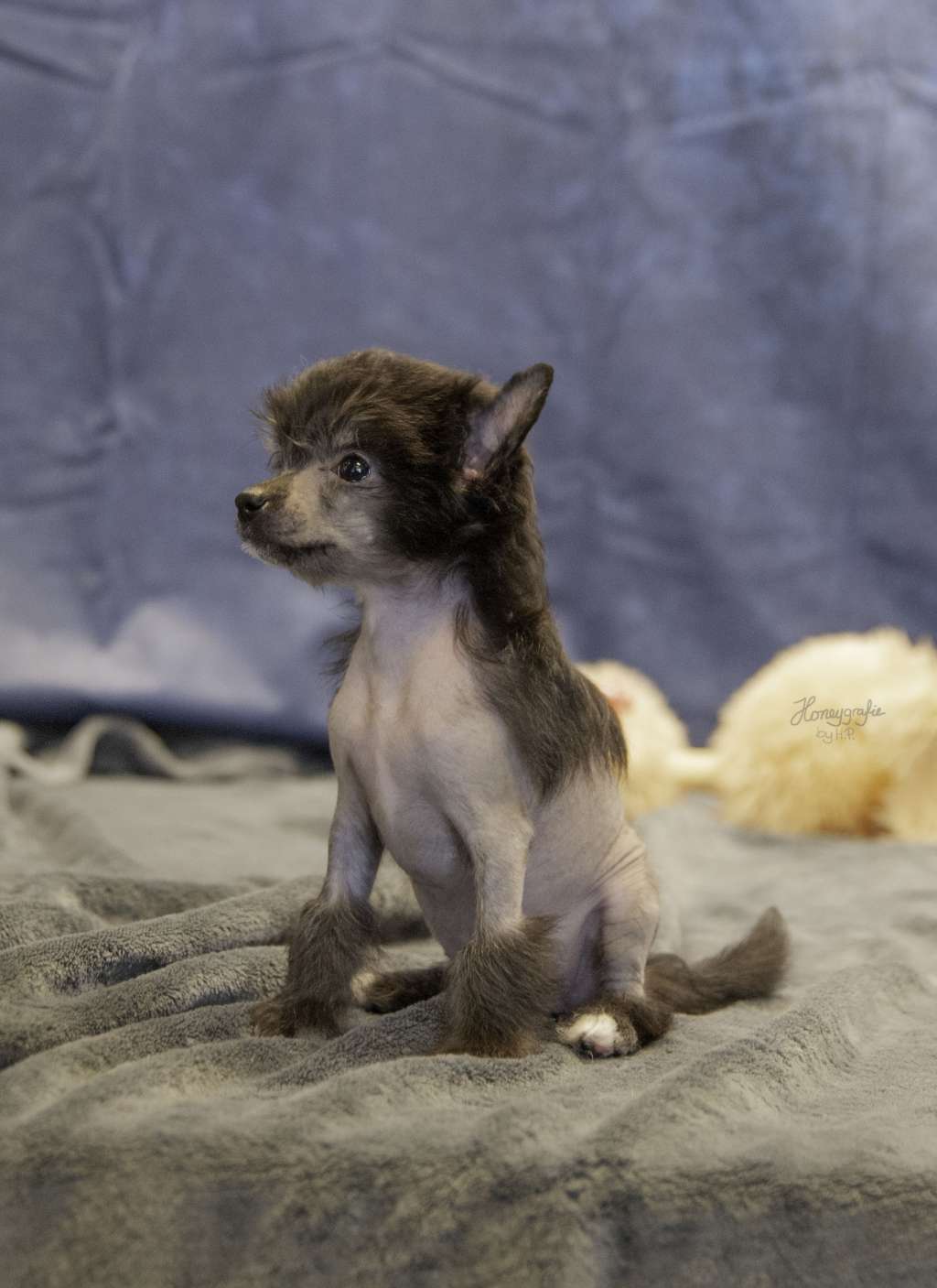 Elfe in Black The Bushwalker