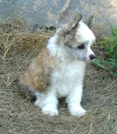 Proud Pony Gentle Breeze