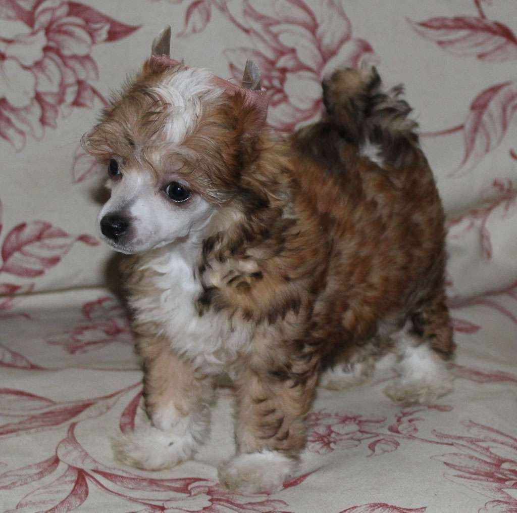 Plouf northern lady de Almamasan