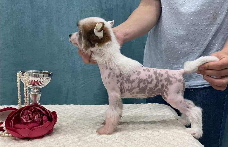 Ilatani Style Montana