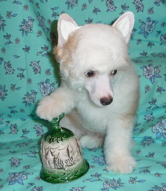 Olegro Katrin Ens Scottish Prince 