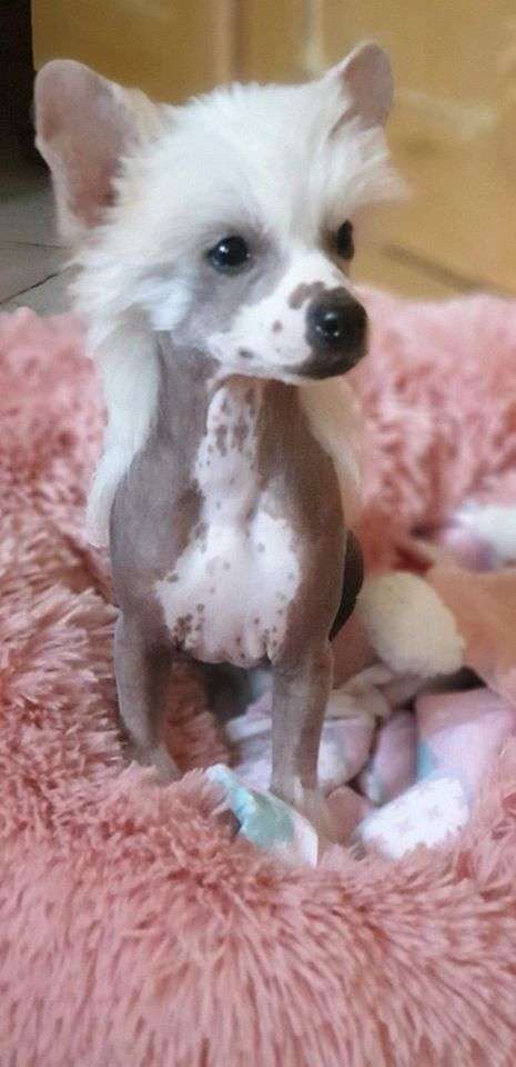 Perle d'espoir Little Champs