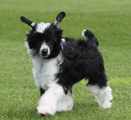 Desire Little Gangstadogs