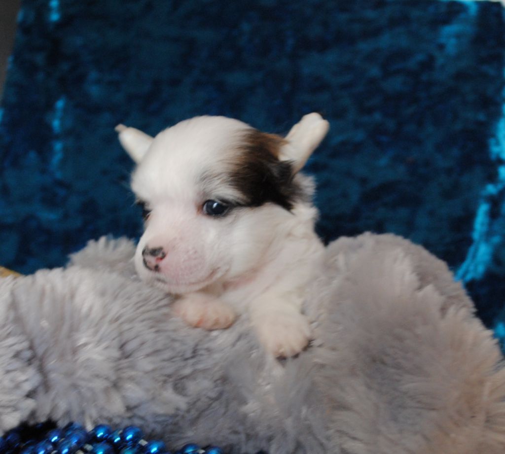 Nympha Tender Beauty Dom Risorto