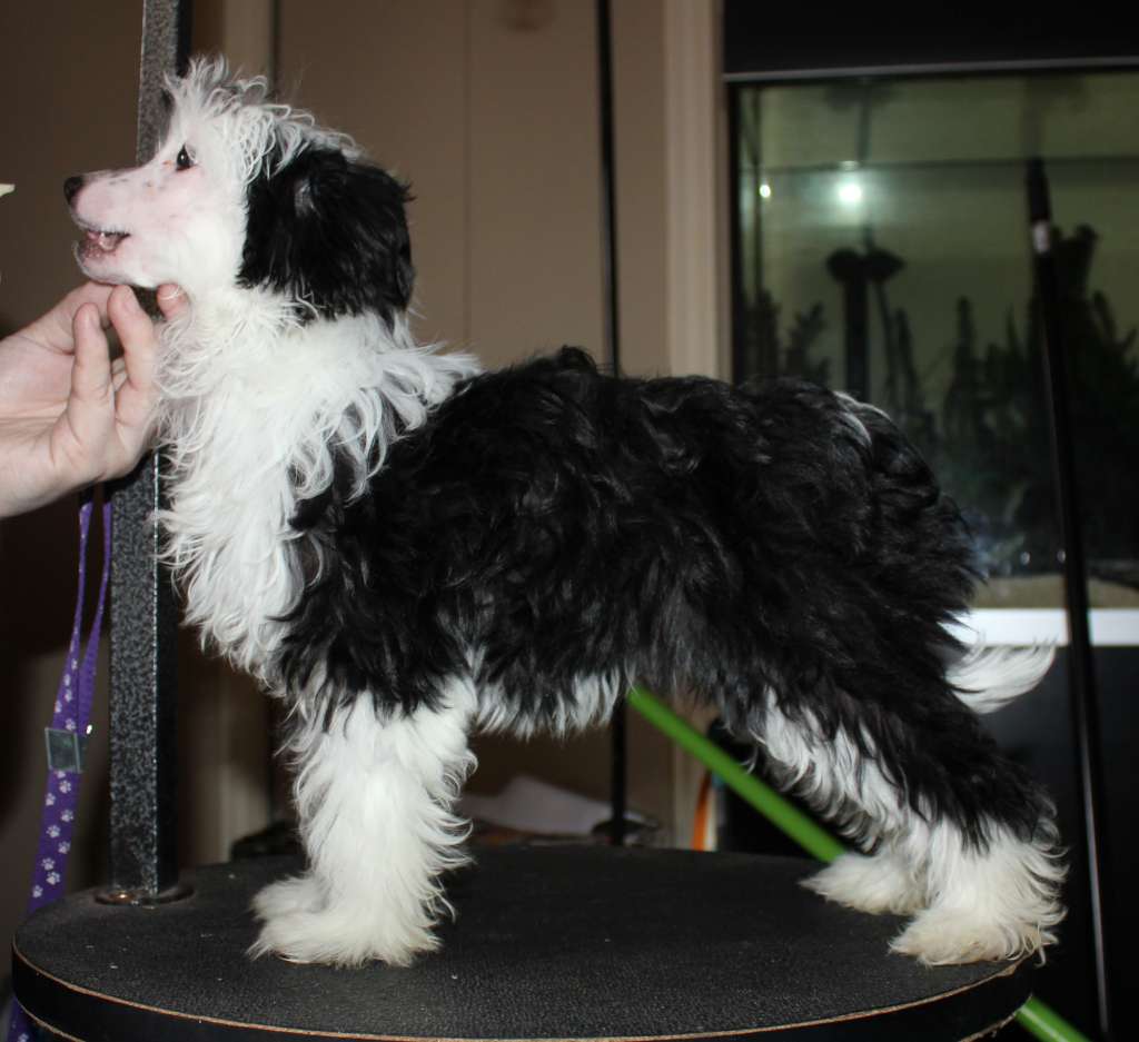 Gardine I am the Liquor