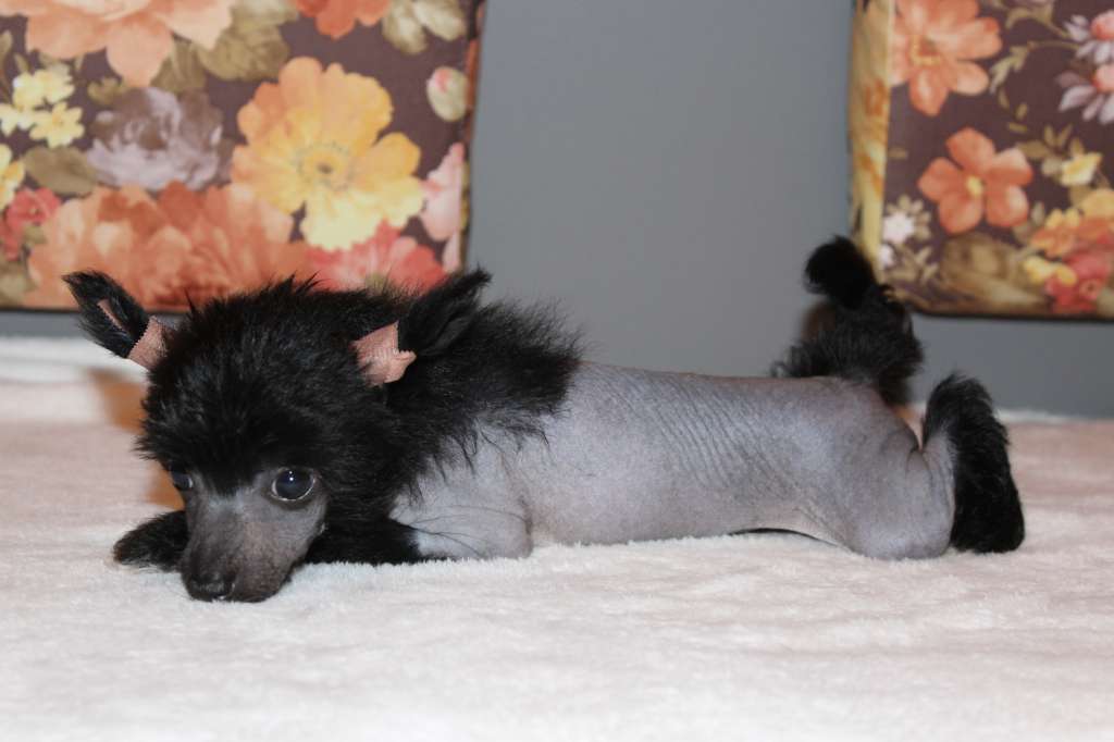 Charuyuschiy Soblazn Grande Viz Envi