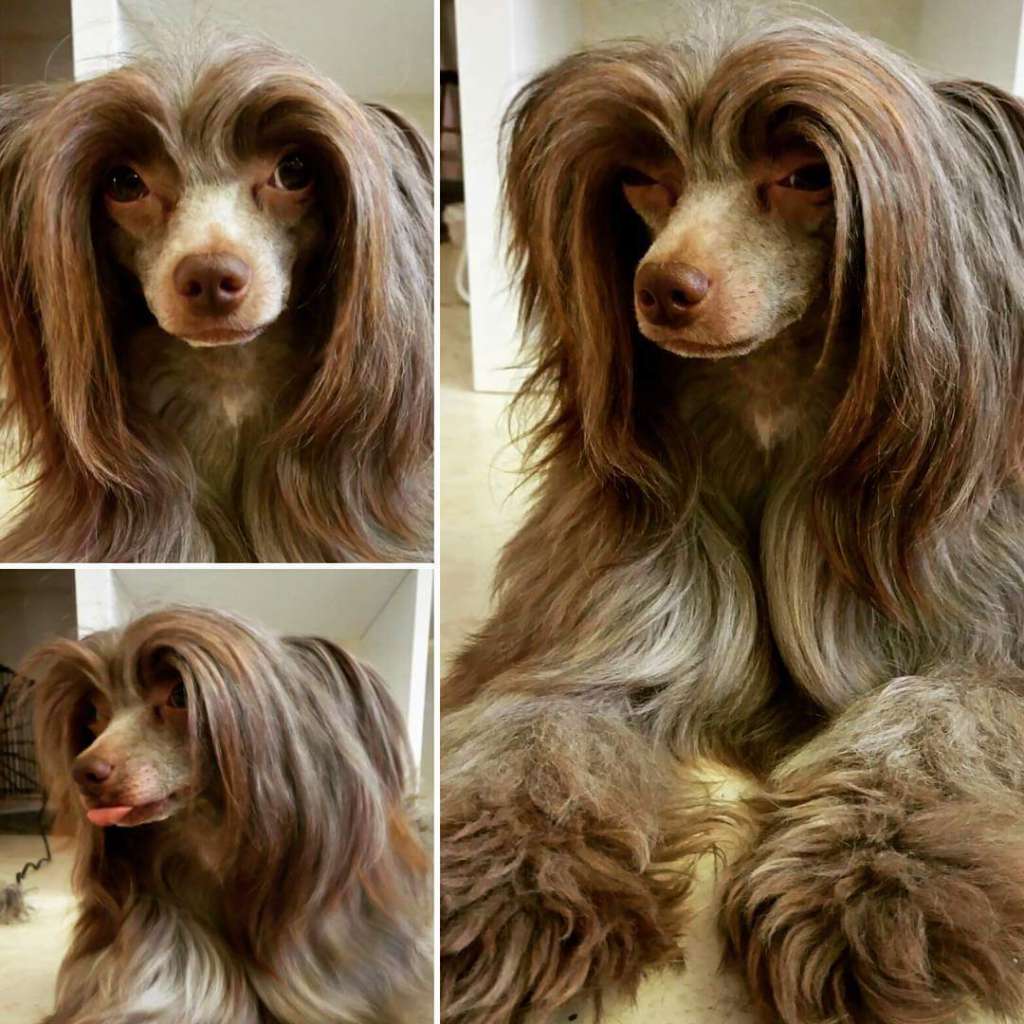 Vernisazh Mari Jerar