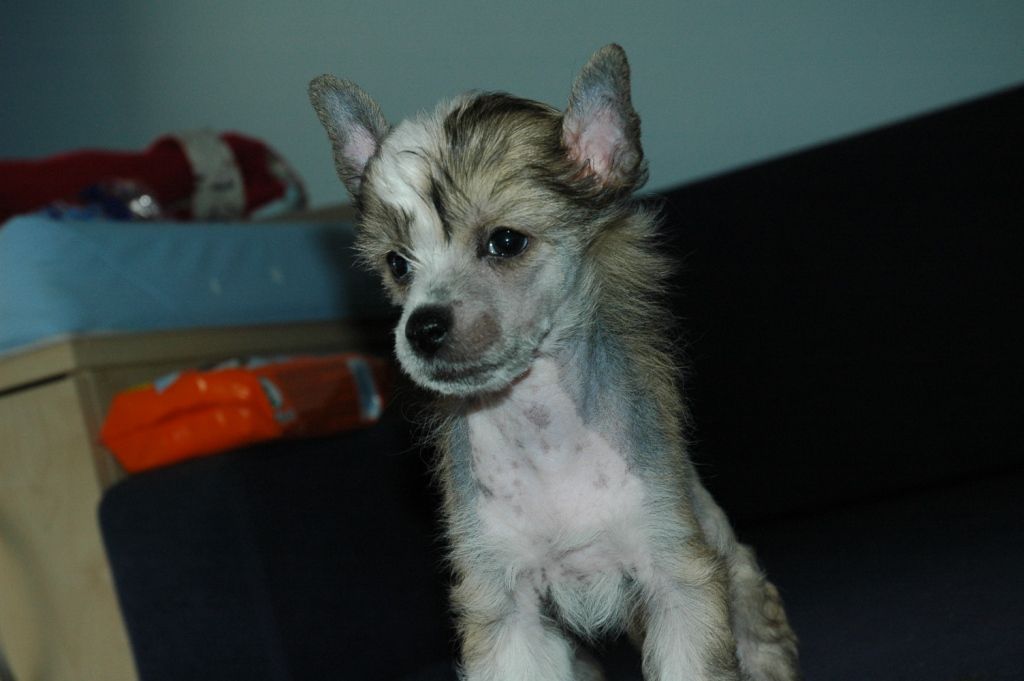 Darshire Deborah Mirabilis Gemma