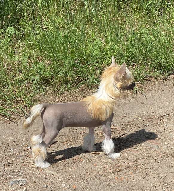 Victor  von Shinbashi