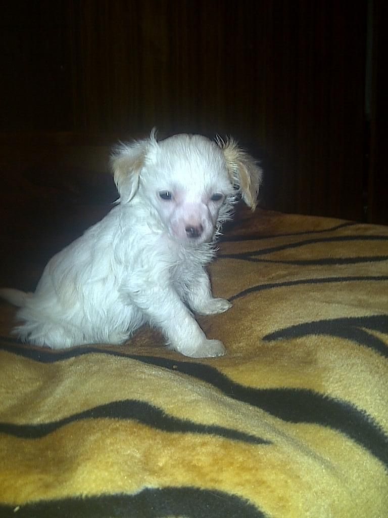 Little Dare Devil D......