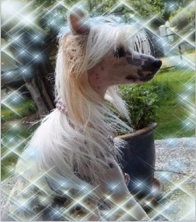 Cat's China Dogs Sensation Special