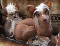 Midnight Muzik Steilar Skai