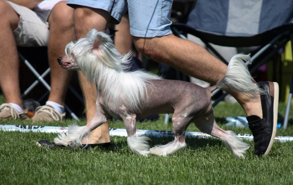 Arte Figure Euphoria