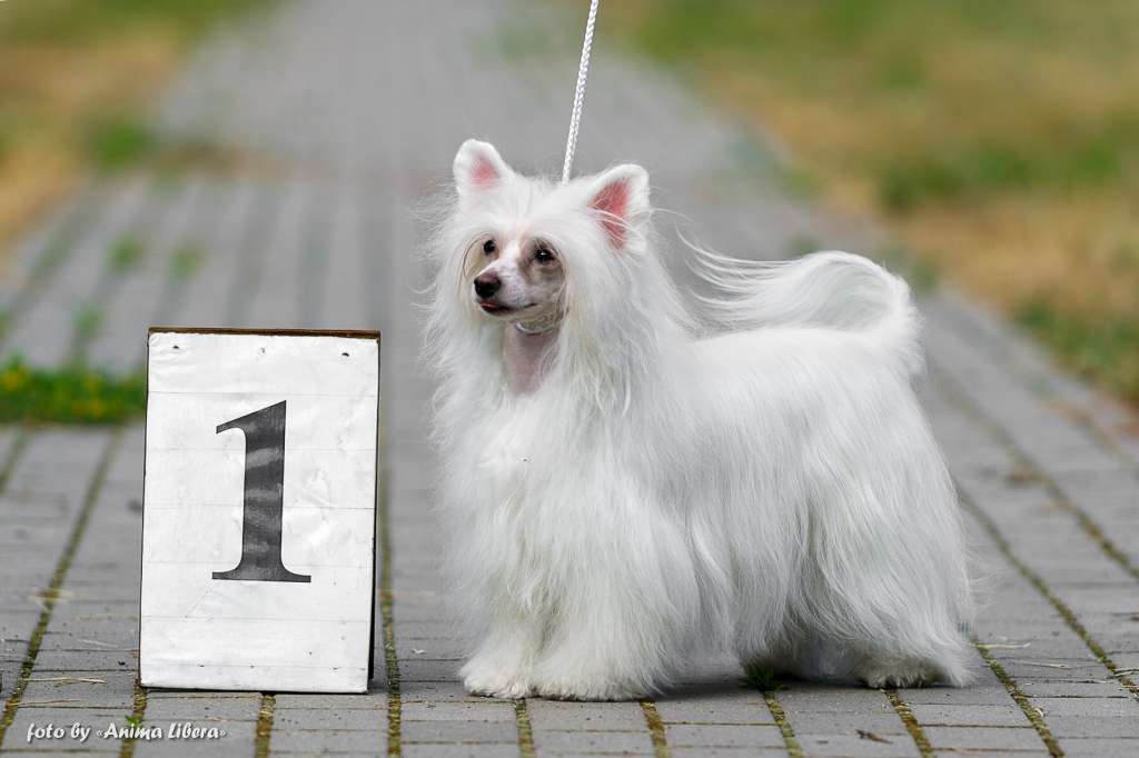 Sol'tanto Dea Dell'Amore