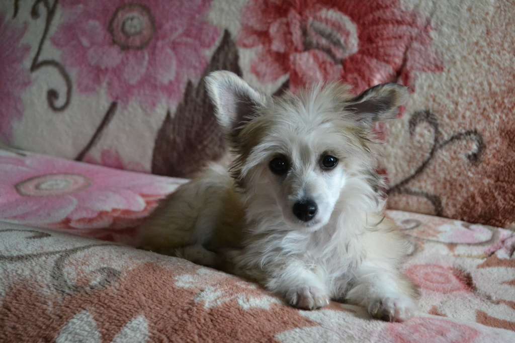 Vologodskiy Suvenir Dyuymovochka