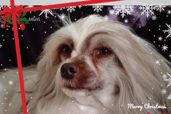 Baroque Chinese Horse Diamond of my Soul