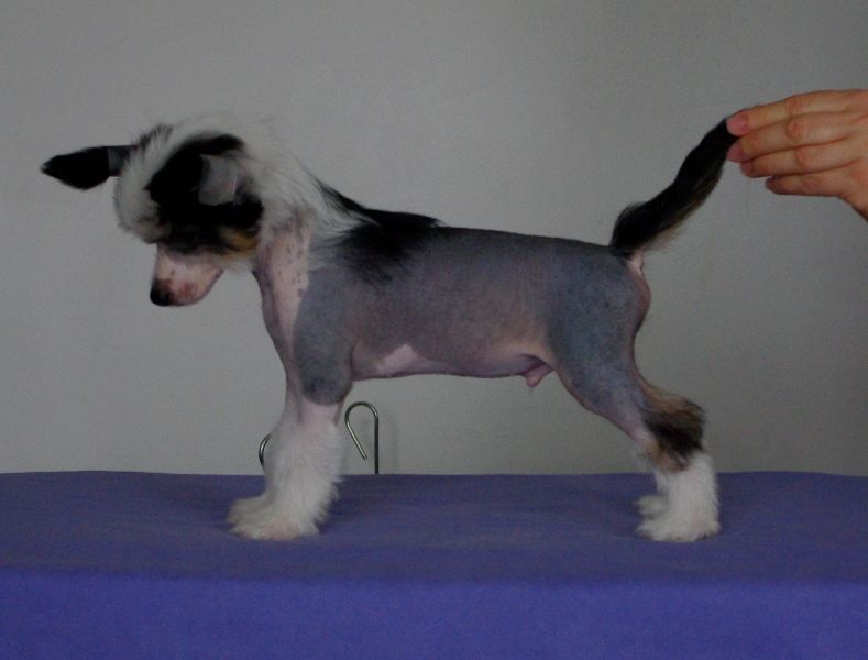 Secret Elegant Zadaje Szyku