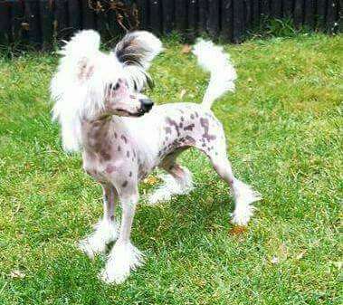 Dogventures Ain't No Bitch