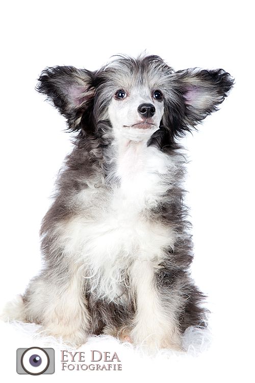 Happy Dancing Woody Woodpecker