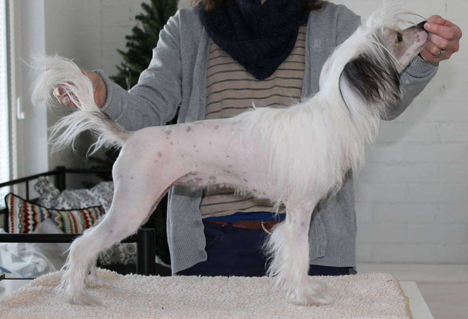 Mooncrest Jazmin Bloom