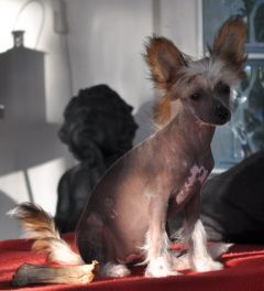 Tasseliten Lovely Lowa