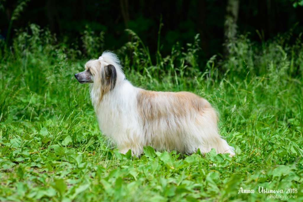 Dogland Happy Preamble