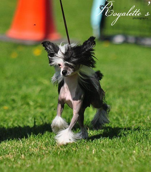 Pudervippans Pirate's Black Pearl