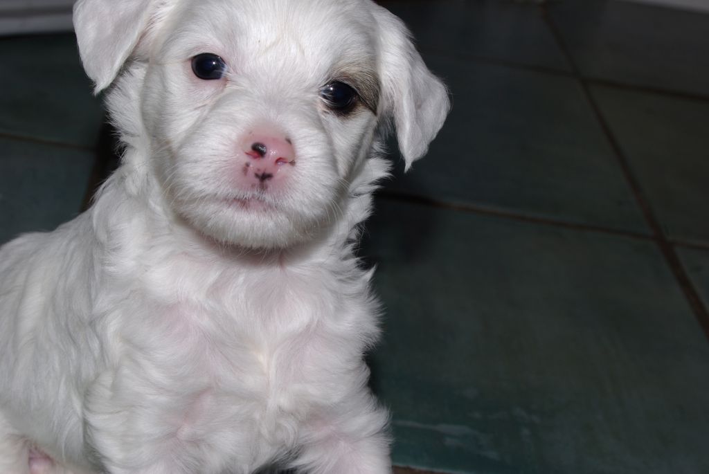 Gizas Aloha to Leanonme