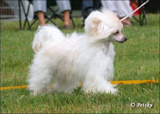 Tapi-Tapi Oraios Morpheus