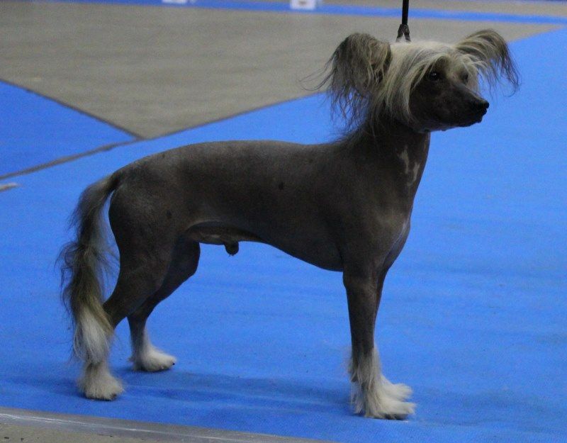 Kuminaaman Imperial Mocca