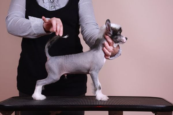 Zhelanniy Dolgozhdanniy ot Volnogo Psa