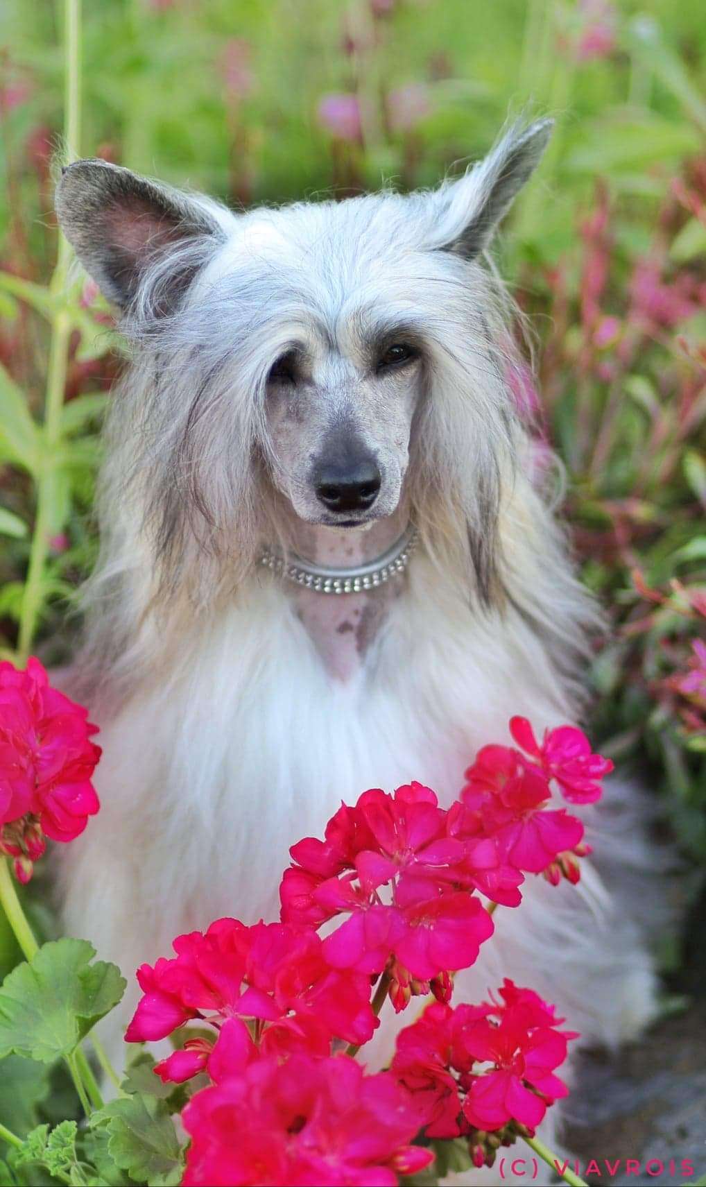 Viavrois Bachelor Bear