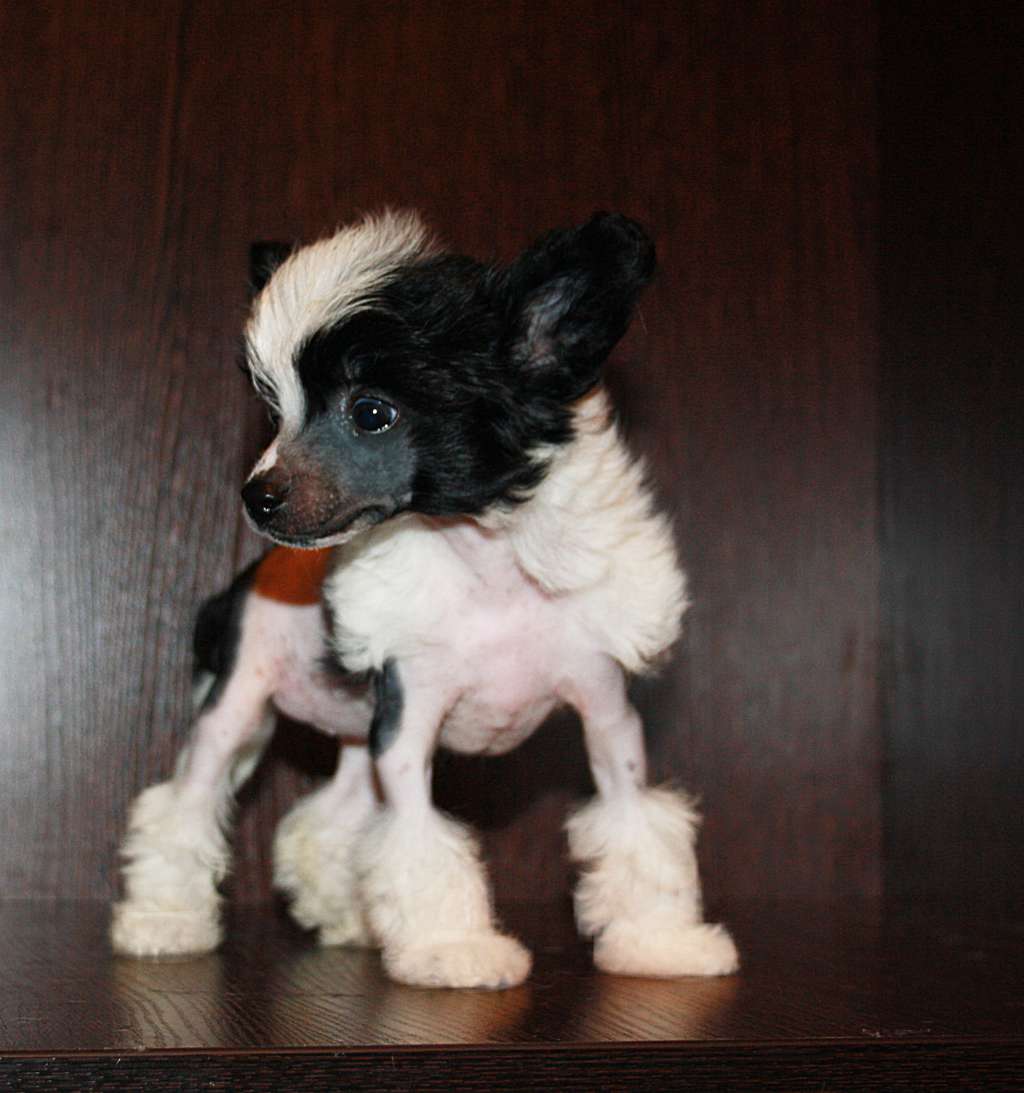 Charuyuschiy Soblazn Tsennost Familii