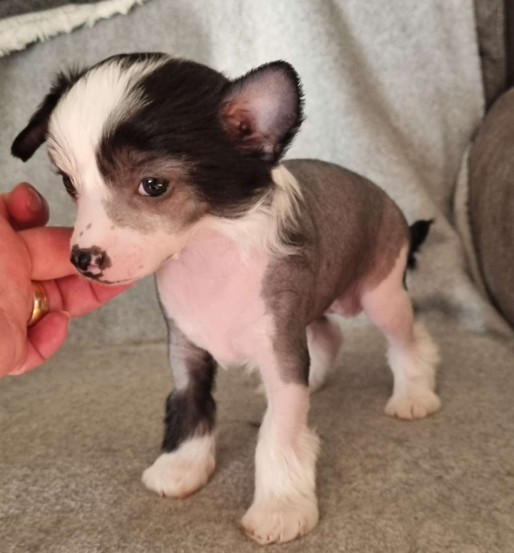 Epadalens Send Me An Angel