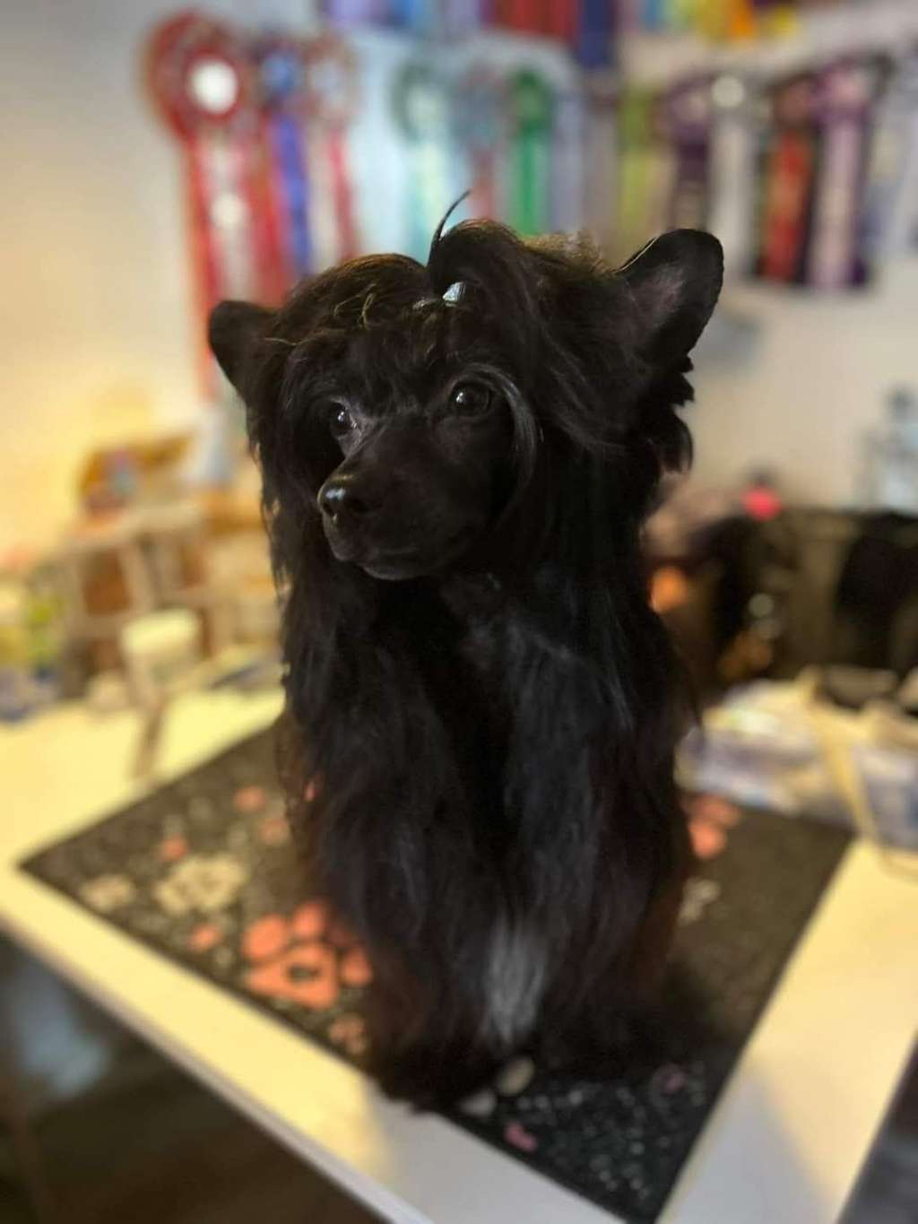 Beauty Incomporable Criula