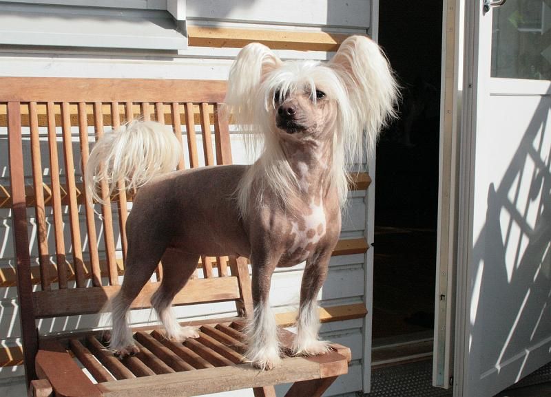 Hebblas Tincture Tinsel