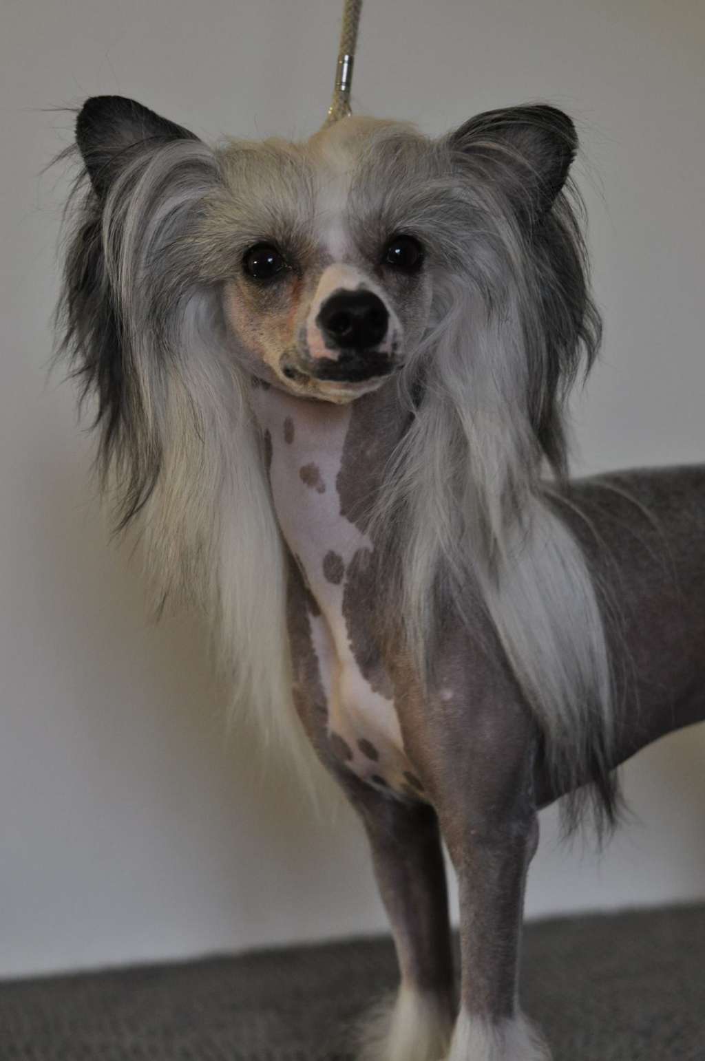 Speechless The BomBom Disco Song