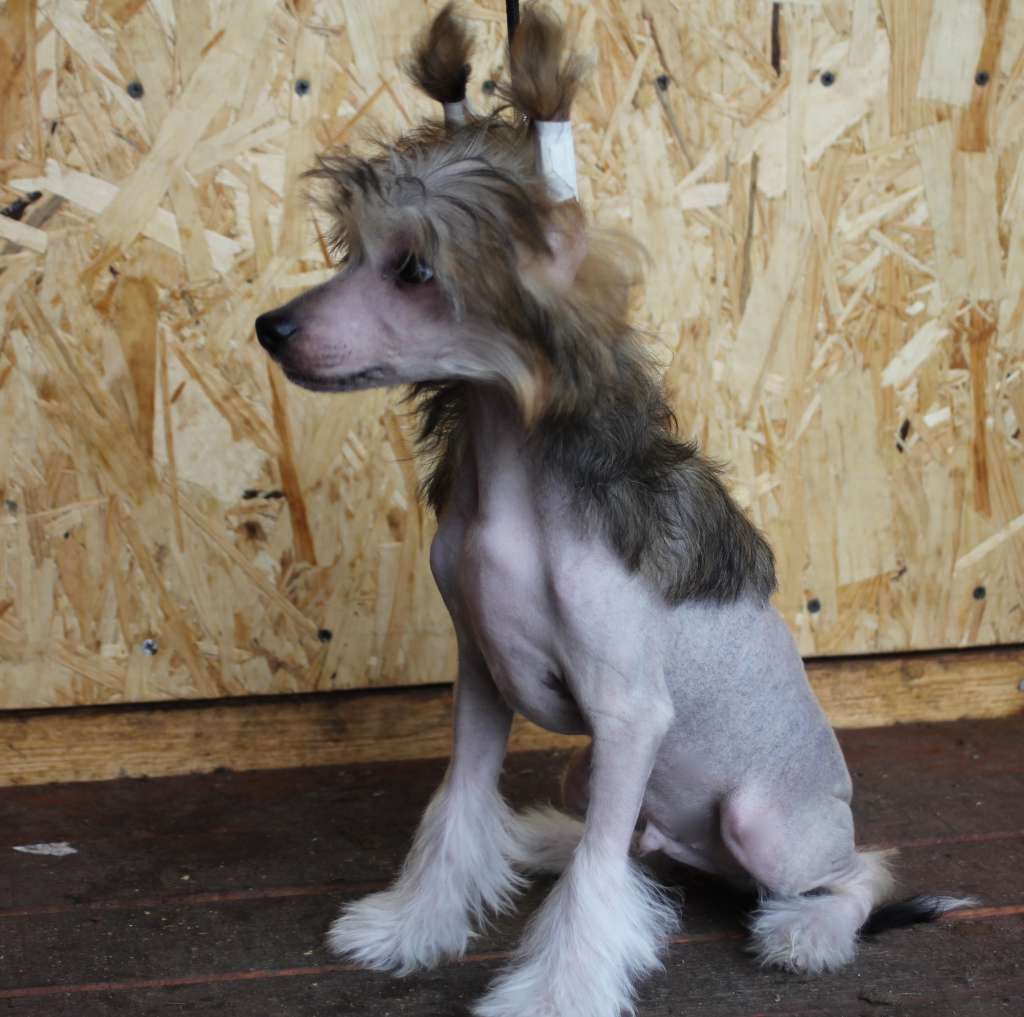 Moment of glory Diesel