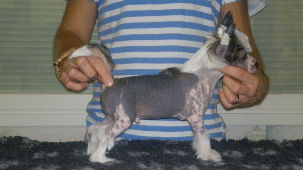 Arte Figure Fruit Loop